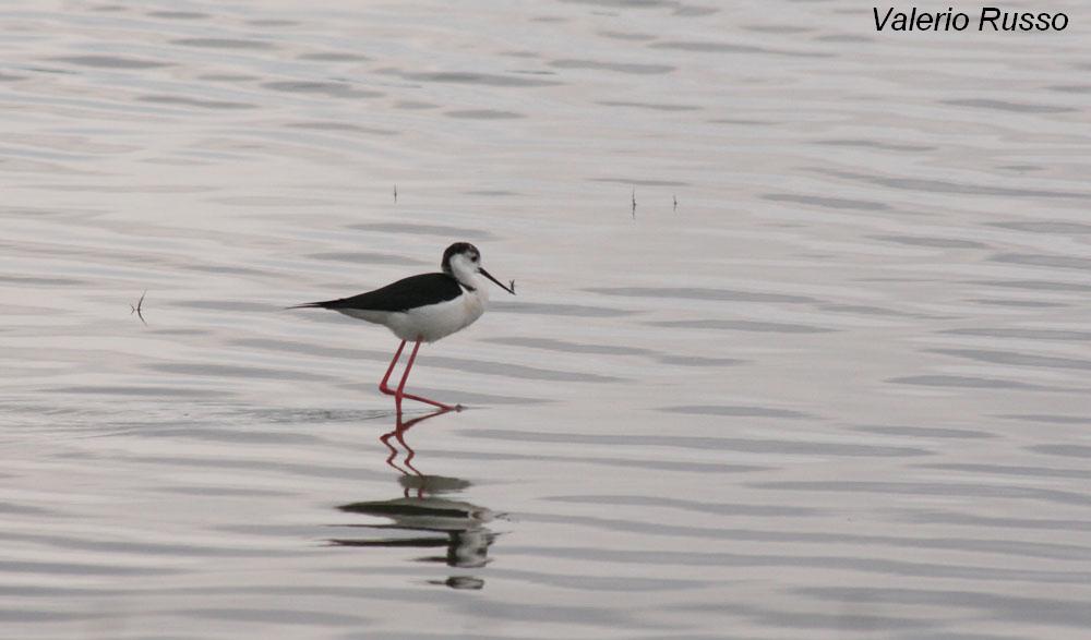 Himantopus himantopus -laguna de Fuente piedra (Malaga)